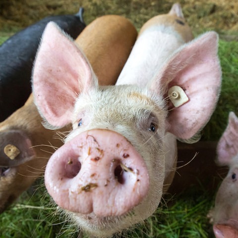 Schweine stehen bei einem Bio-Landwirt im Stall.