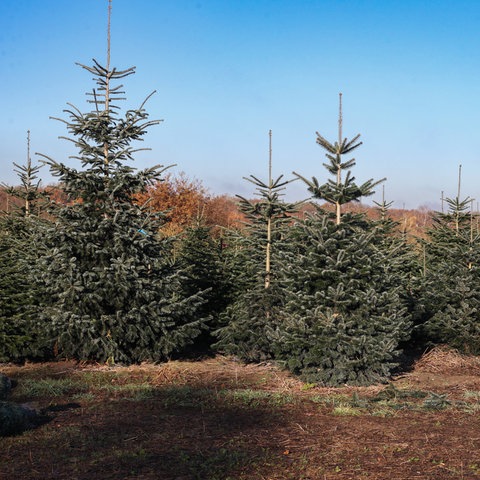 Weihnachtsbäume: Hessen fragen vermehrt nach der Herkunft des Baums