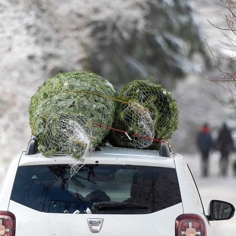 Weihnachtsbaumverkauf in Hessen, Baum auf Auto gespannt