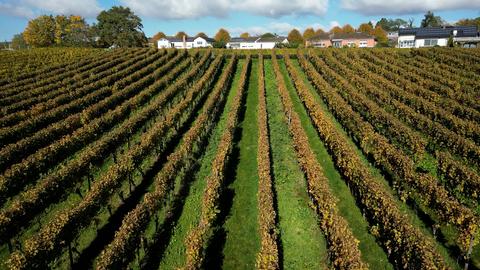 Weinberge bei Geisenheim