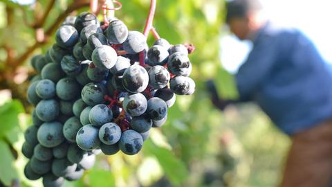 Weinlese Weintrauben Reben